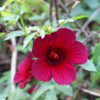 <i>Hibiscus radiatus</i>  Cav.